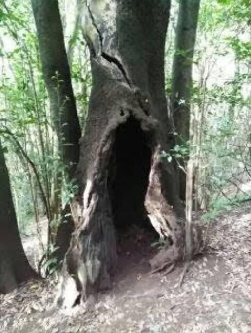 Monte Verde Chinamada Luaran gambar